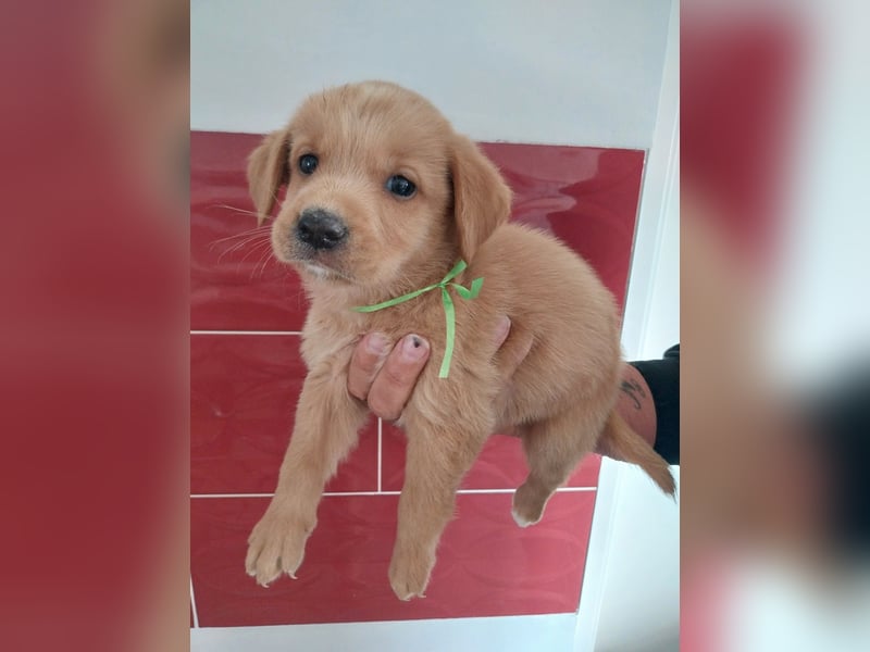Nova Scotia Duck Tolling X Labrador Welpen