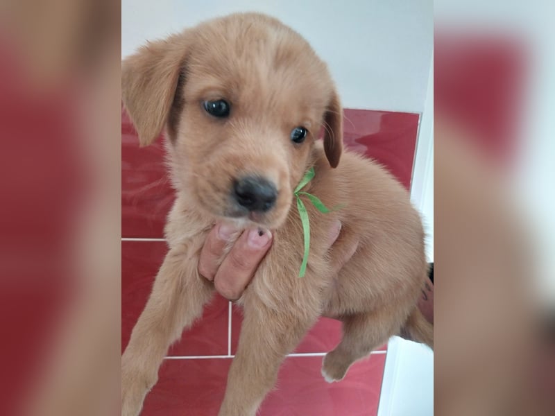 Nova Scotia Duck Tolling X Labrador Welpen