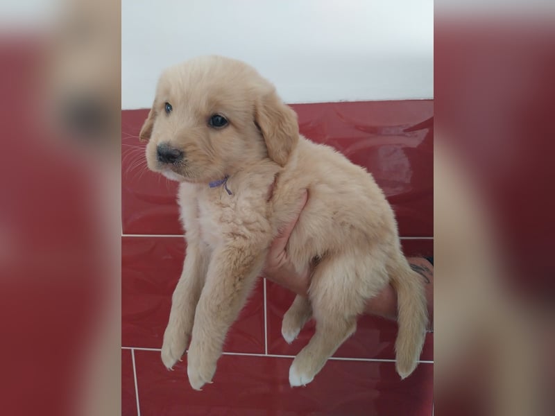 Nova Scotia Duck Tolling X Labrador Welpen