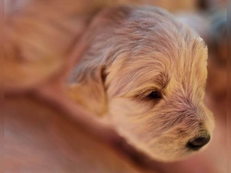 Labradoddle F1