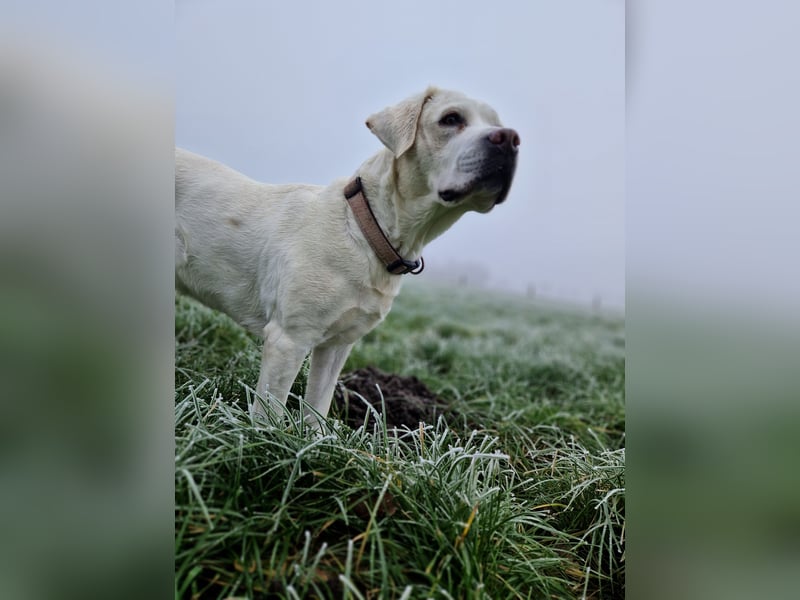 Labradoddle F1