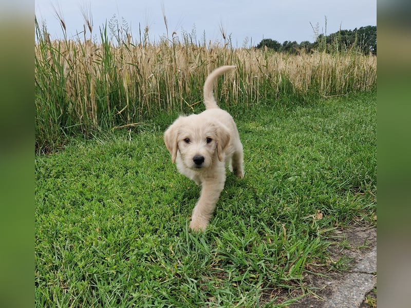 Labradoddle F1