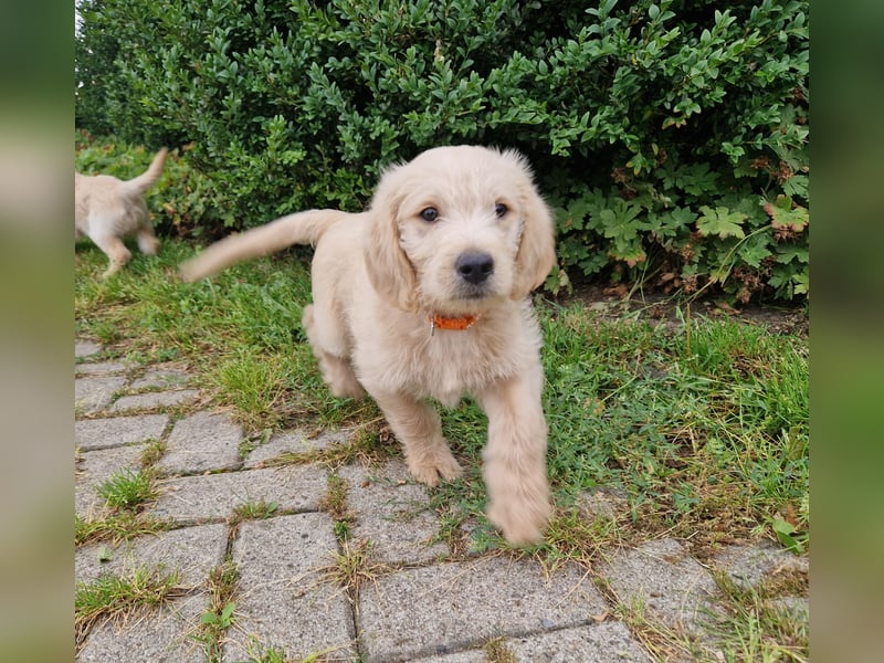 Labradoddle F1