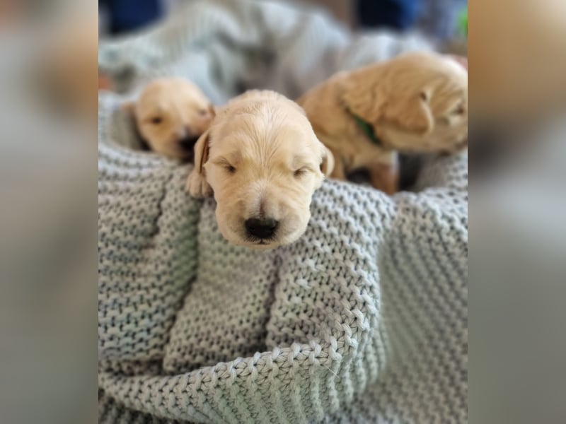 Labradoddle F1