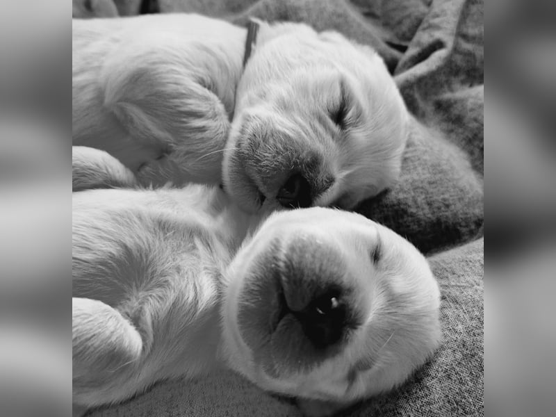 Labradoddle F1