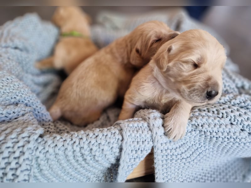 Labradoddle F1