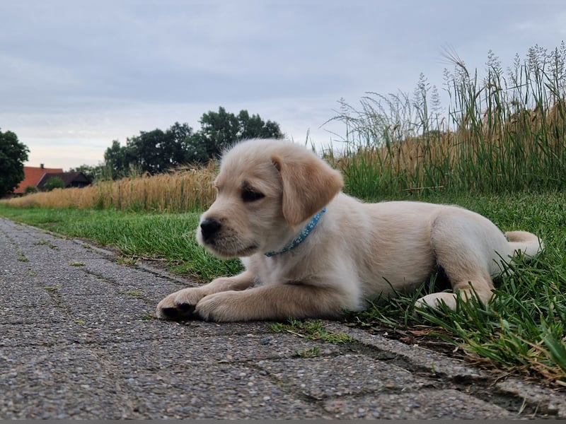 Labradoddle F1