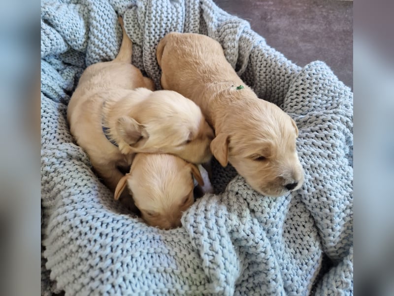 Labradoddle F1