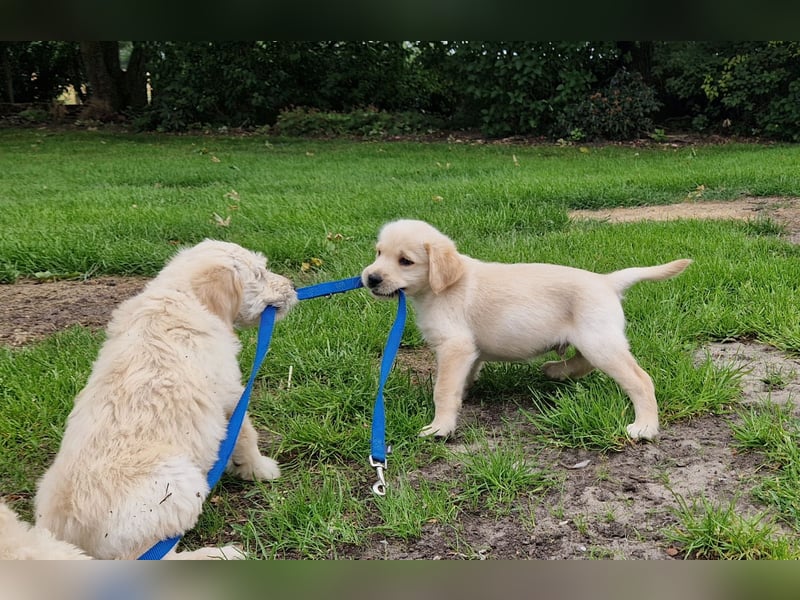 Labradoddle F1
