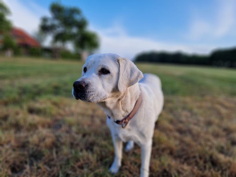 Labradoddle F1