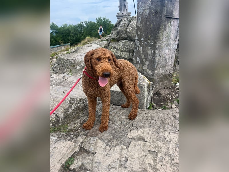 Labradoddle F1