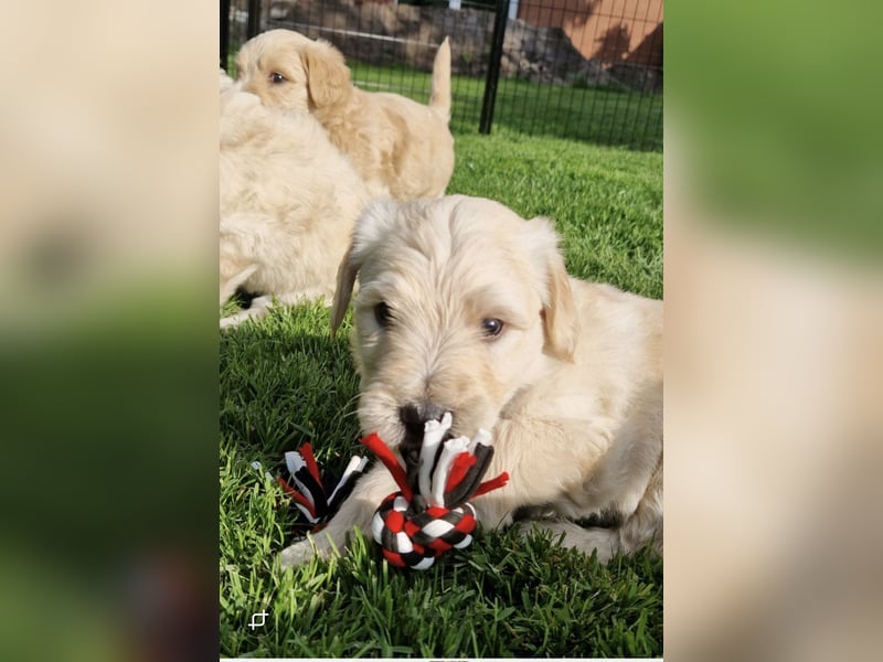 Labradoddle F1