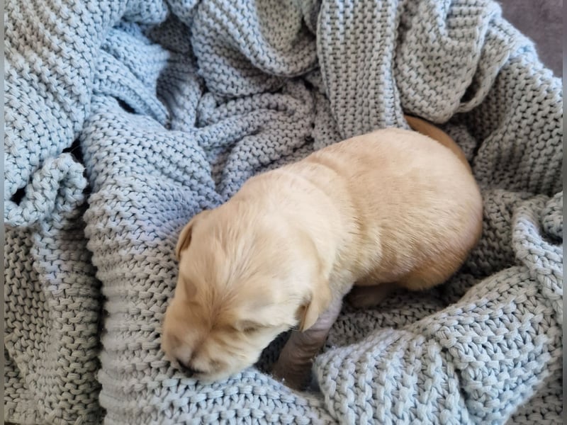 Labradoddle F1