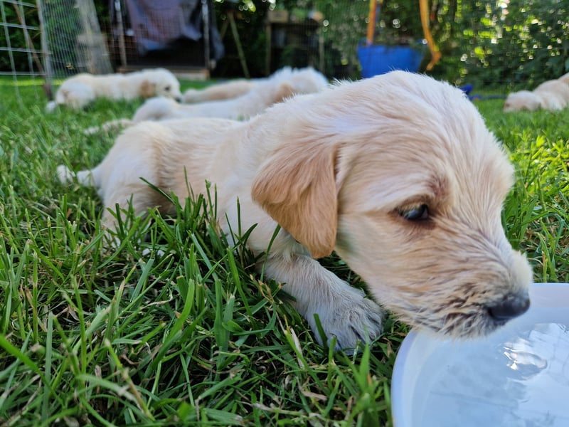 Labradoddle F1