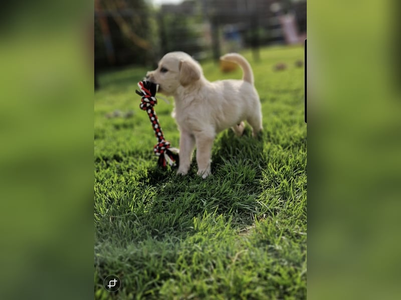 Labradoddle F1