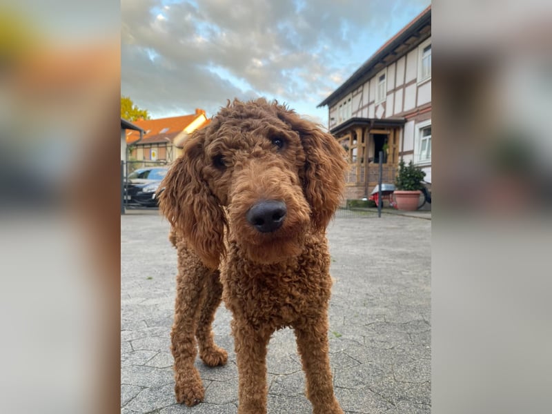 Labradoddle F1