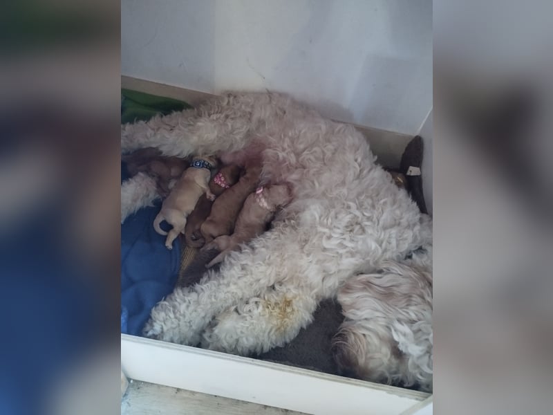 Wunderschöne Labradoodle Welpen, dürfen jetzt ausziehen!