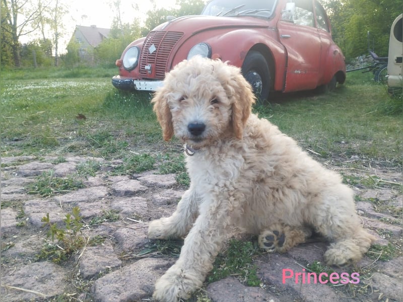 Wunderschöne Labradoodle Welpen, dürfen jetzt ausziehen!