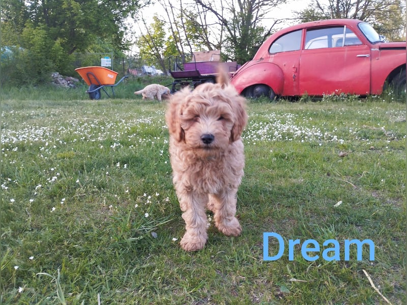 Wunderschöne Labradoodle Welpen, dürfen jetzt ausziehen!
