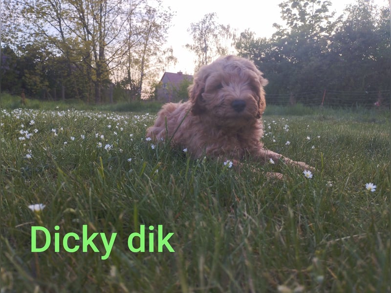 Wunderschöne Labradoodle Welpen, dürfen jetzt ausziehen!