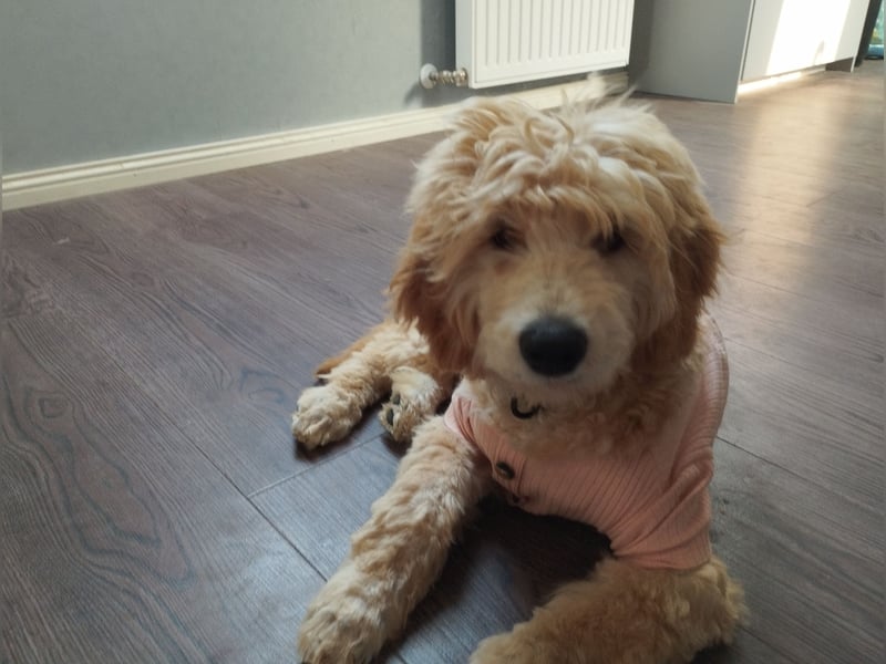 Wunderschöne Labradoodle Welpen, dürfen jetzt ausziehen!