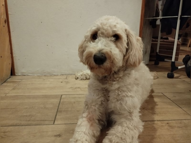Wunderschöne Labradoodle Welpen, dürfen jetzt ausziehen!