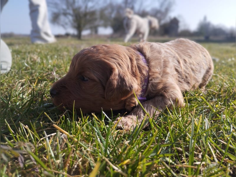 Wunderschöne Labradoodle Welpen, dürfen jetzt ausziehen!