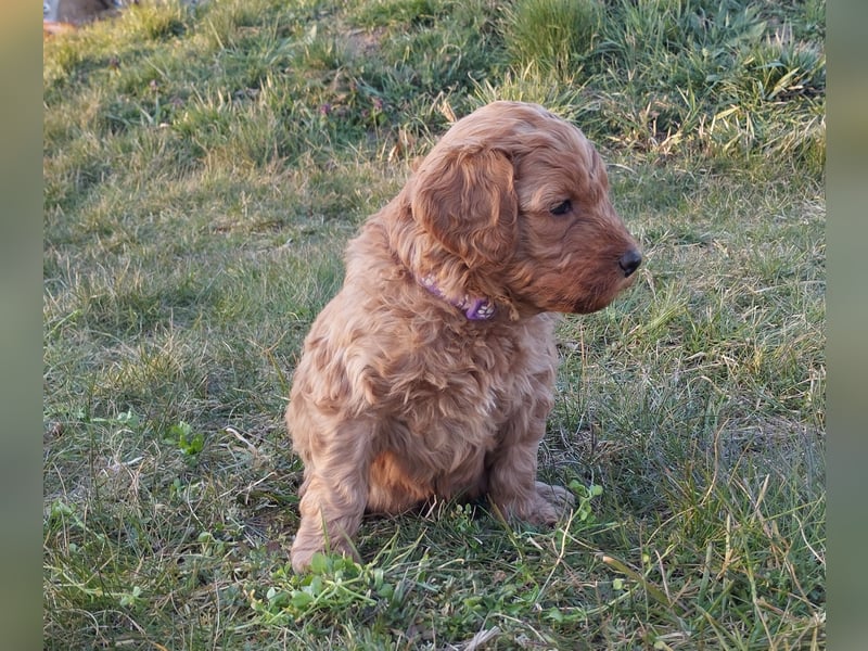 Wunderschöne Labradoodle Welpen, dürfen jetzt ausziehen!