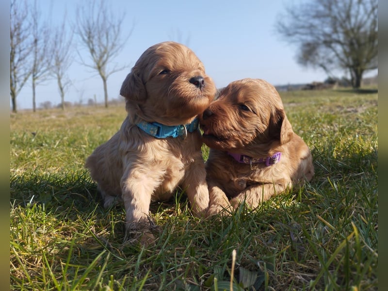 Wunderschöne Labradoodle Welpen, dürfen jetzt ausziehen!
