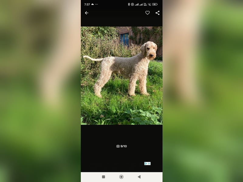 Wunderschöne Labradoodle Welpen, dürfen jetzt ausziehen!