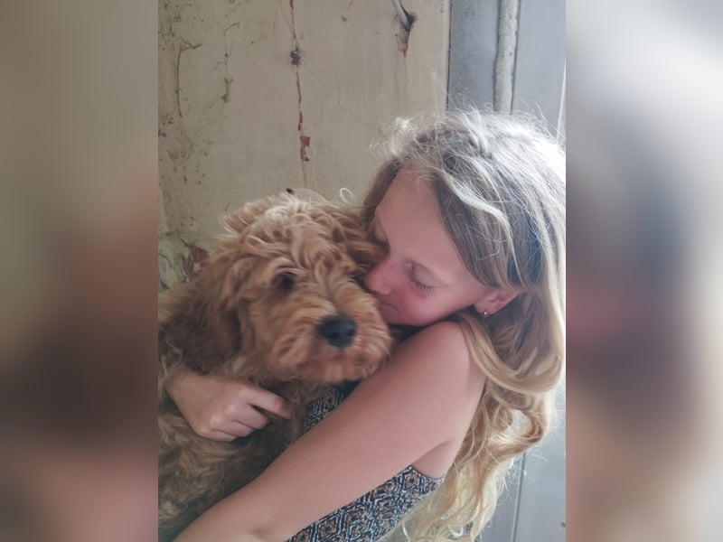 Wunderschöne Labradoodle Welpen, dürfen jetzt ausziehen!