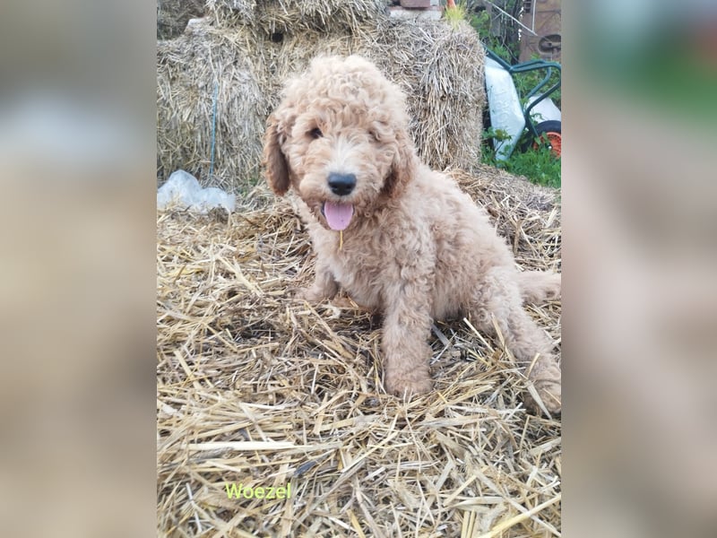 Wunderschöne Labradoodle Welpen, dürfen jetzt ausziehen!