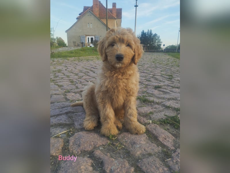 Wunderschöne Labradoodle Welpen, dürfen jetzt ausziehen!