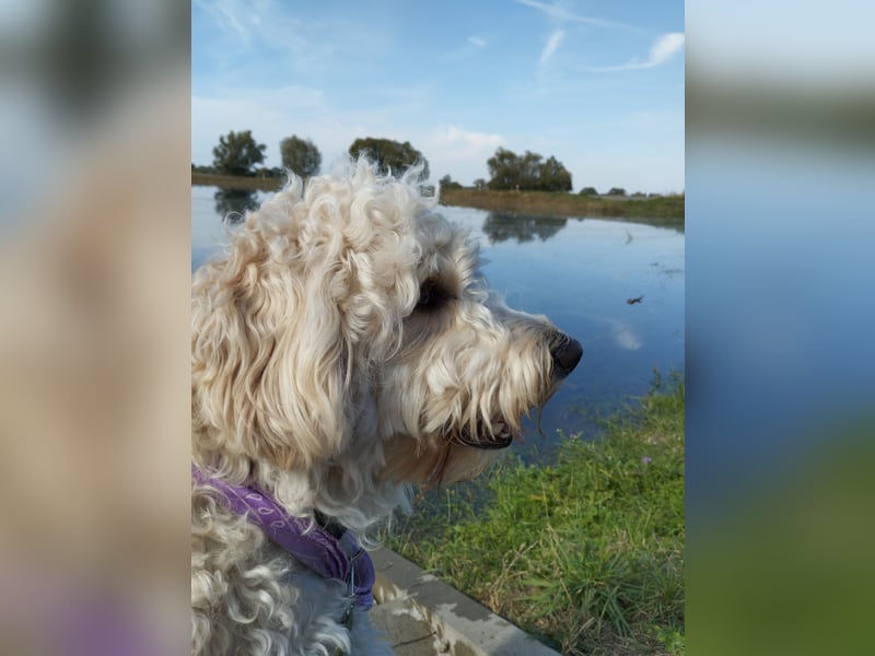 Wunderschöne Labradoodle Welpen, dürfen jetzt ausziehen!