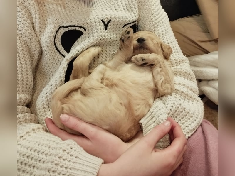 Wunderschöne Labradoodle Welpen, dürfen jetzt ausziehen!