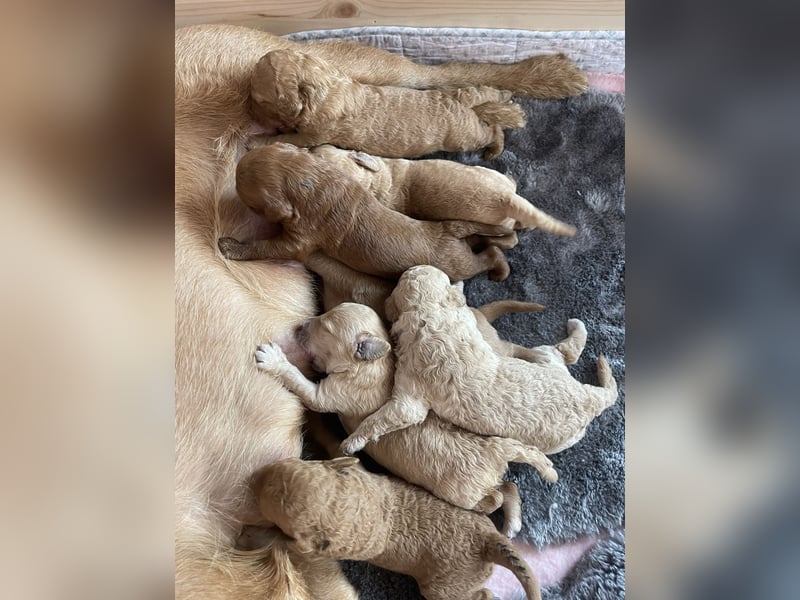 Zauberhafte Labradoodle F1b Welpen - suchen ihr Für-immer-Zuhause!