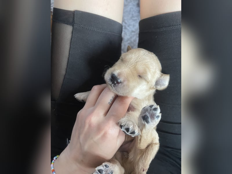 Zauberhafte Labradoodle F1b Welpen - suchen ihr Für-immer-Zuhause!