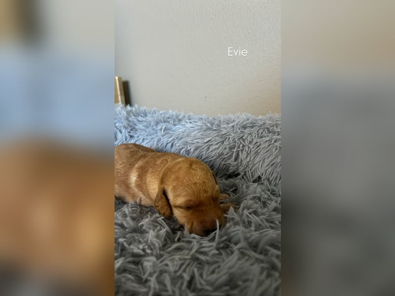 Zauberhafte Labradoodle F1b Welpen - suchen ihr Für-immer-Zuhause!