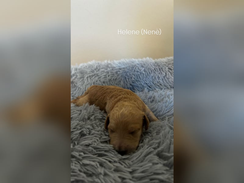 Zauberhafte Labradoodle F1b Welpen - suchen ihr Für-immer-Zuhause!
