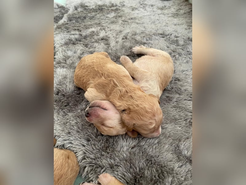 Zauberhafte Labradoodle F1b Welpen - suchen ihr Für-immer-Zuhause!