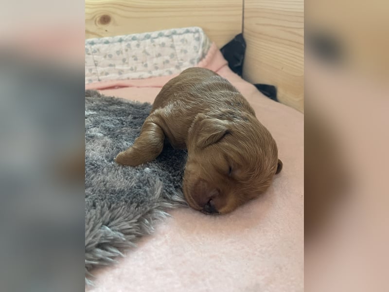 Zauberhafte Labradoodle F1b Welpen - suchen ihr Für-immer-Zuhause!