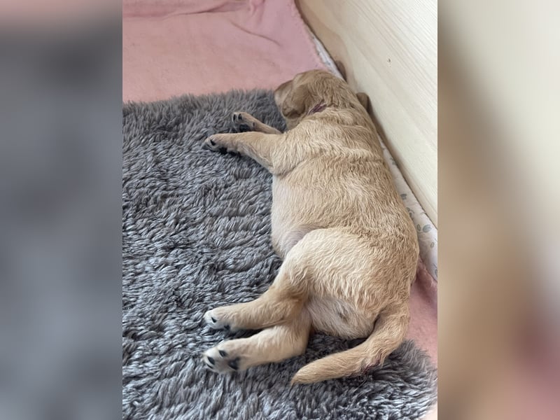 Zauberhafte Labradoodle F1b Welpen - suchen ihr Für-immer-Zuhause!