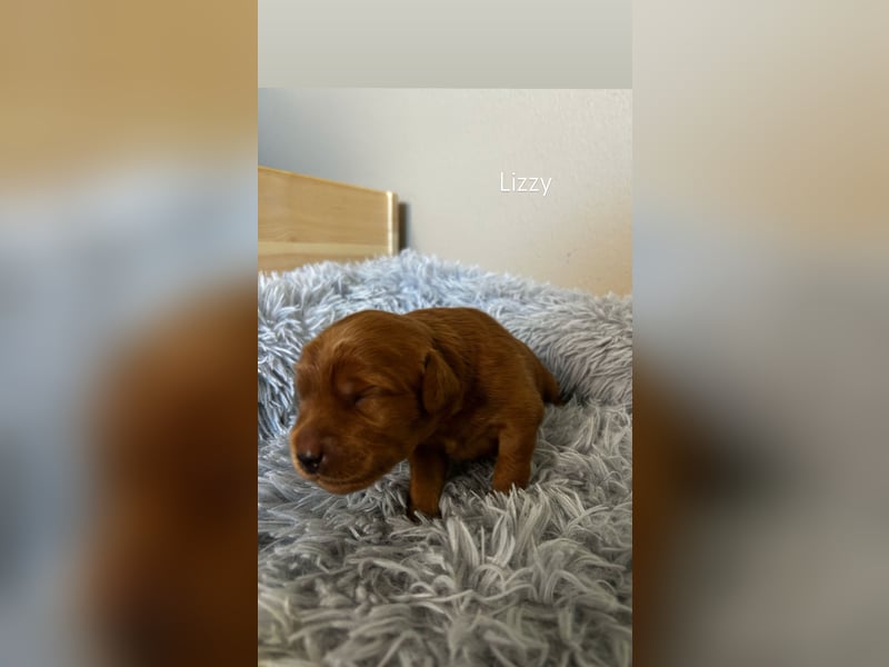 Zauberhafte Labradoodle F1b Welpen - suchen ihr Für-immer-Zuhause!