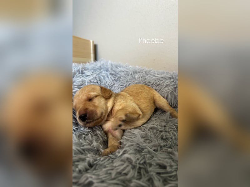 Zauberhafte Labradoodle F1b Welpen - suchen ihr Für-immer-Zuhause!