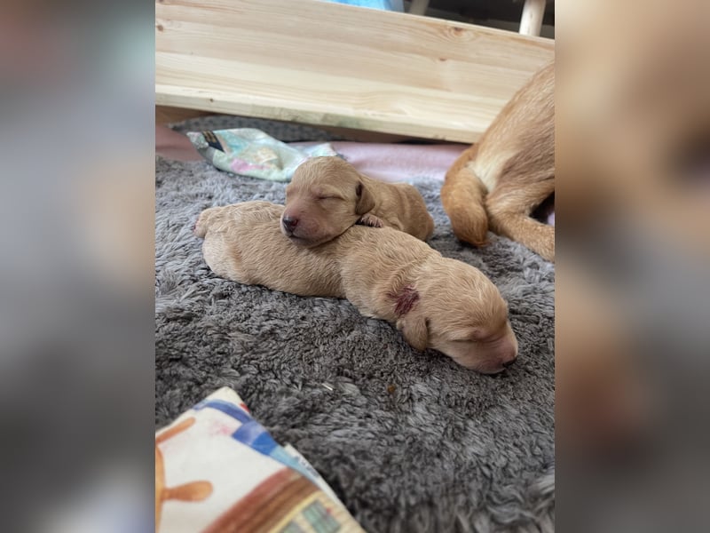 Zauberhafte Labradoodle F1b Welpen - suchen ihr Für-immer-Zuhause!