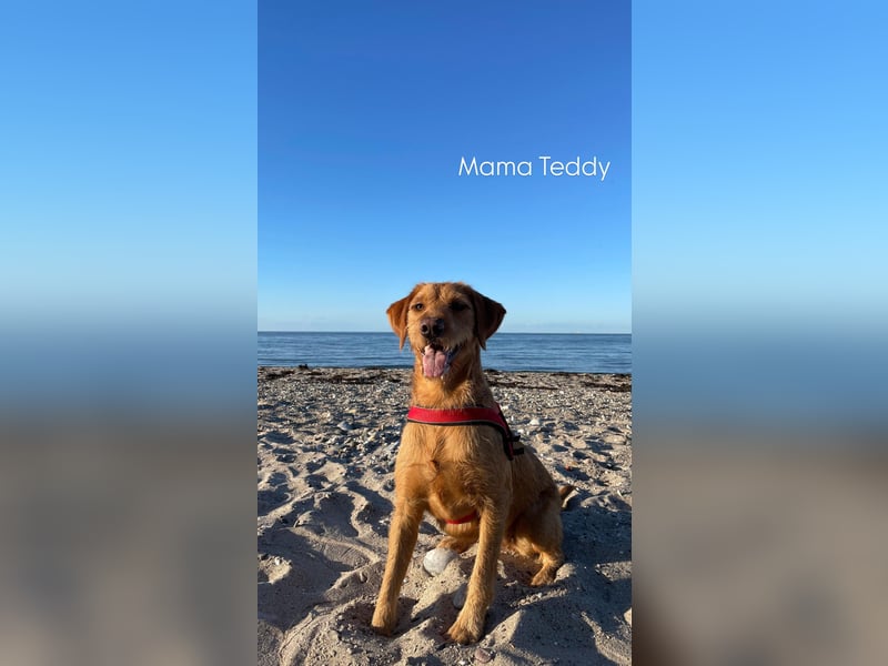 Zauberhafte Labradoodle F1b Welpen - suchen ihr Für-immer-Zuhause!