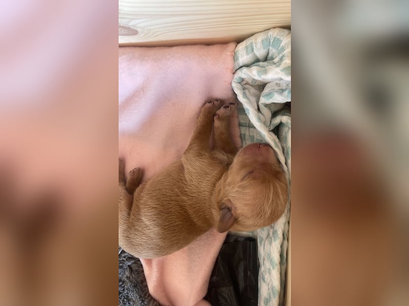Zauberhafte Labradoodle F1b Welpen - suchen ihr Für-immer-Zuhause!