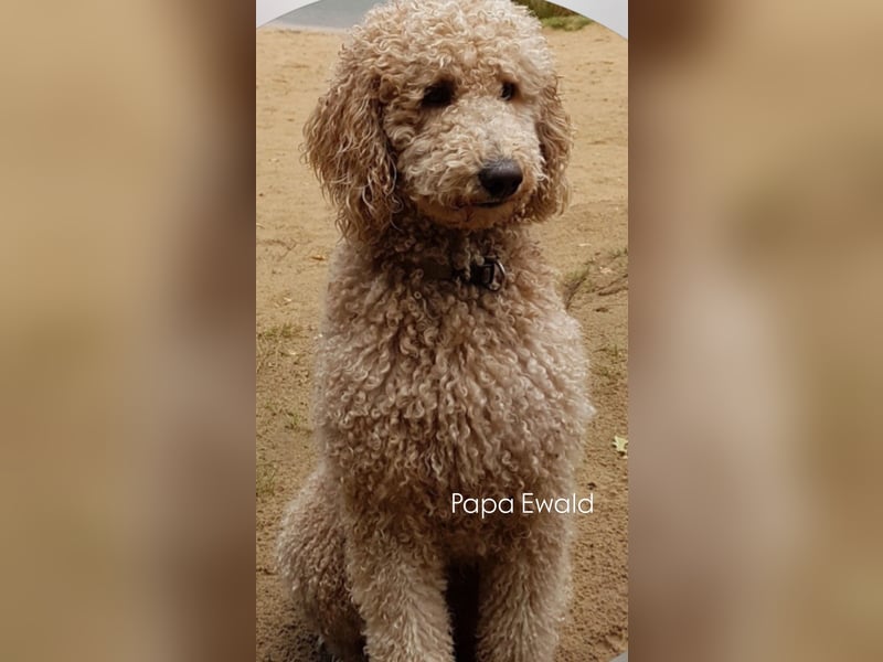 Zauberhafte Labradoodle F1b Welpen - suchen ihr Für-immer-Zuhause!
