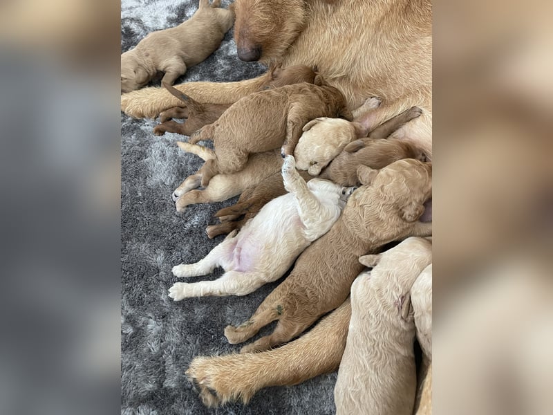 Zauberhafte Labradoodle F1b Welpen - suchen ihr Für-immer-Zuhause!