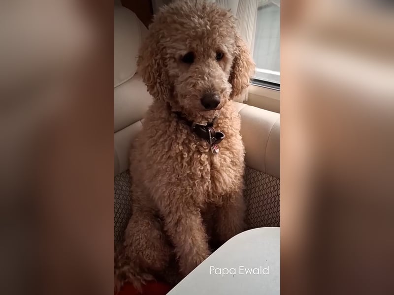 Zauberhafte Labradoodle F1b Welpen - suchen ihr Für-immer-Zuhause!